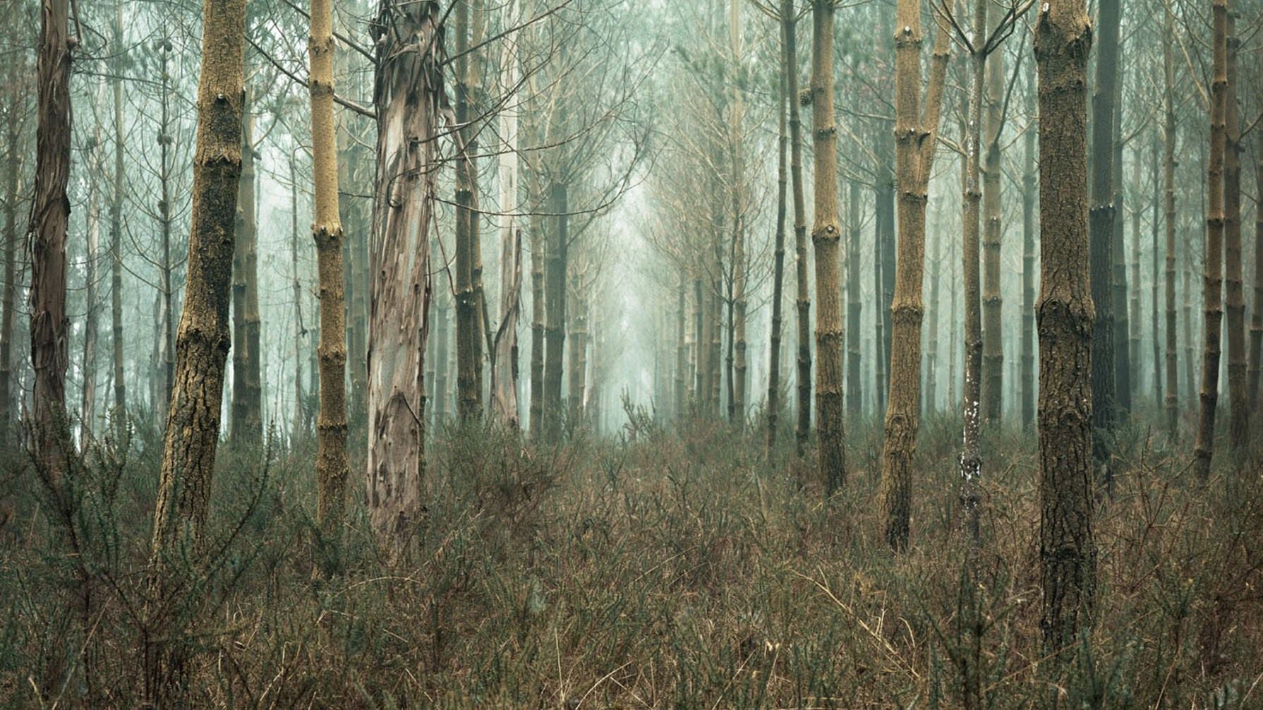 bosque-banner