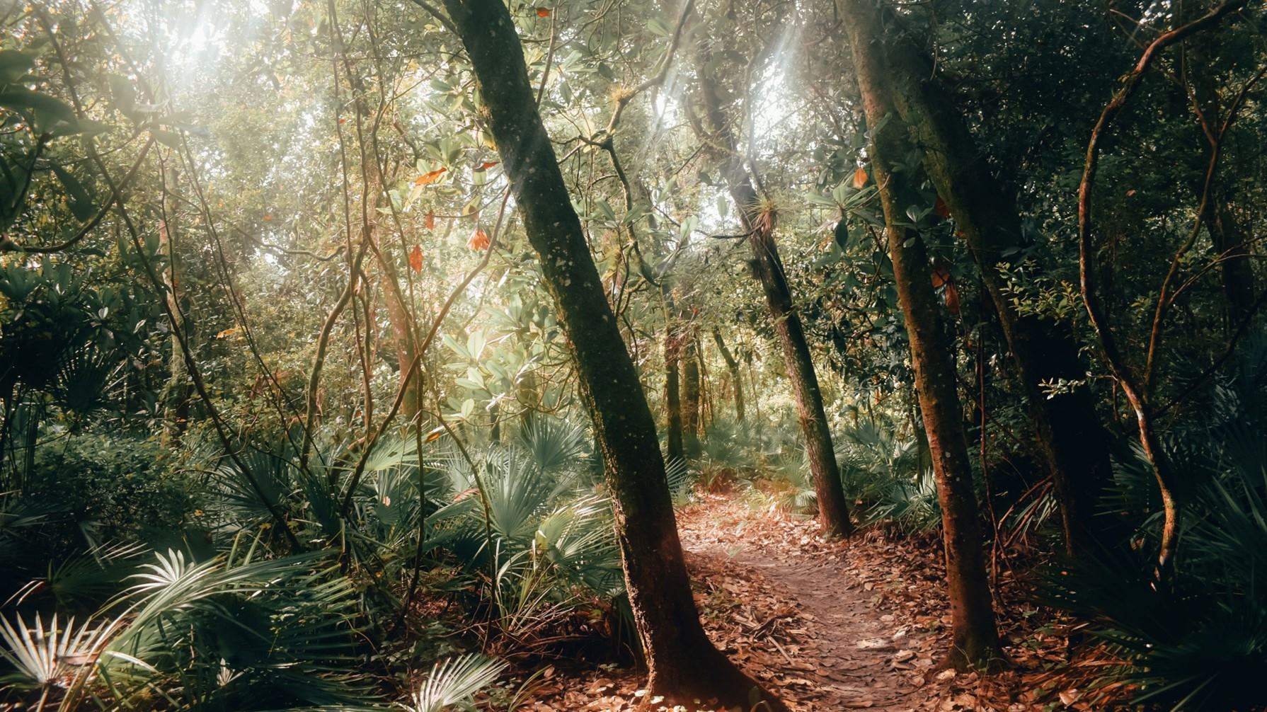 bosque-día-soleado