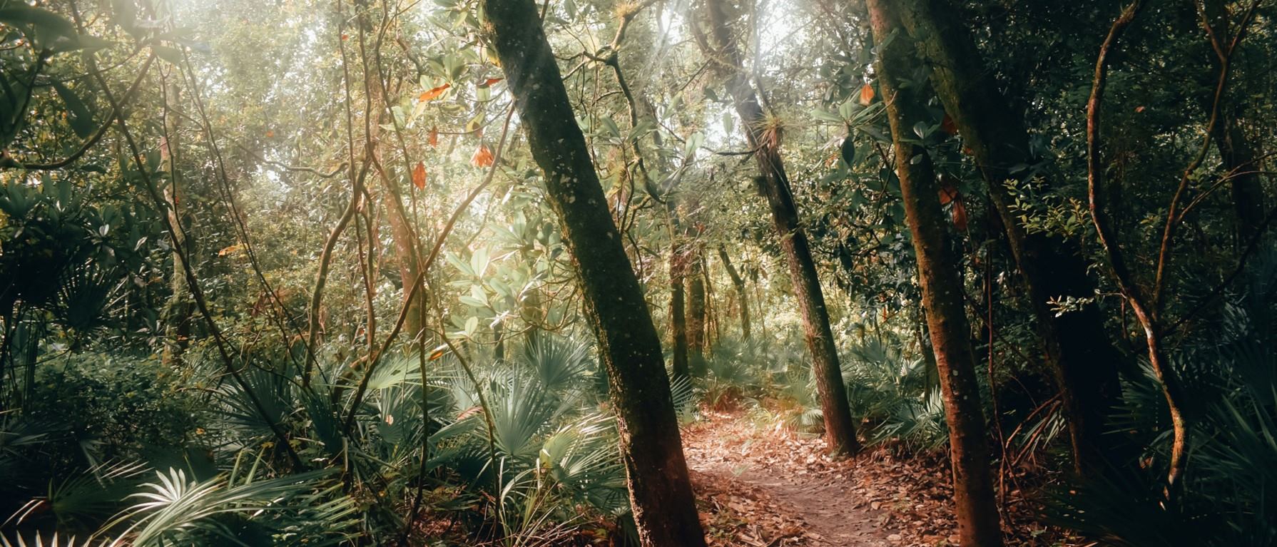 bosque-día-soleado