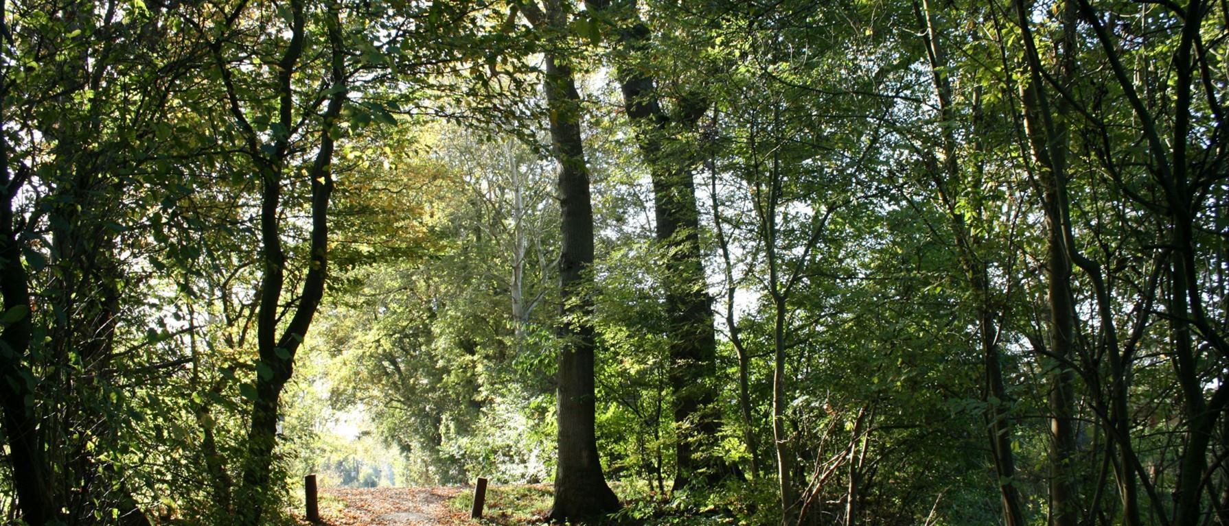 camino-en-el-bosque